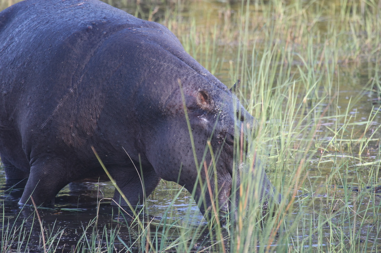 [27550] 2016_07_02_02_45_21_Africa_Canon_EOS_40D_IMG__04798.jpg