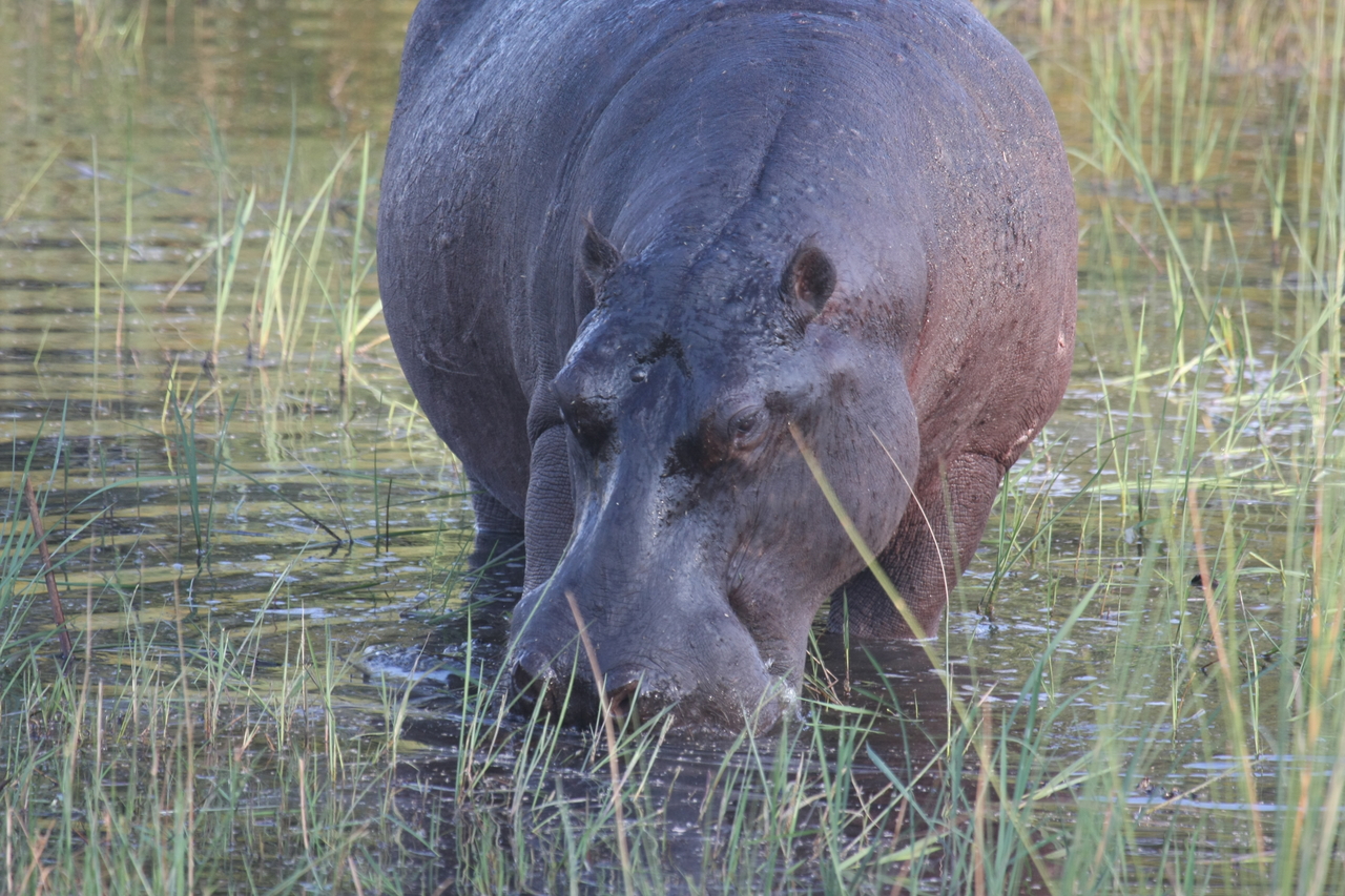 [27559] 2016_07_02_02_45_25_Africa_Canon_EOS_40D_IMG__04546.jpg