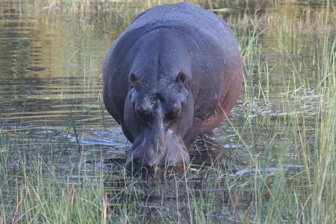[27578] 2016_07_02_02_45_30_Africa_Canon_EOS_40D_IMG__12059.jpg