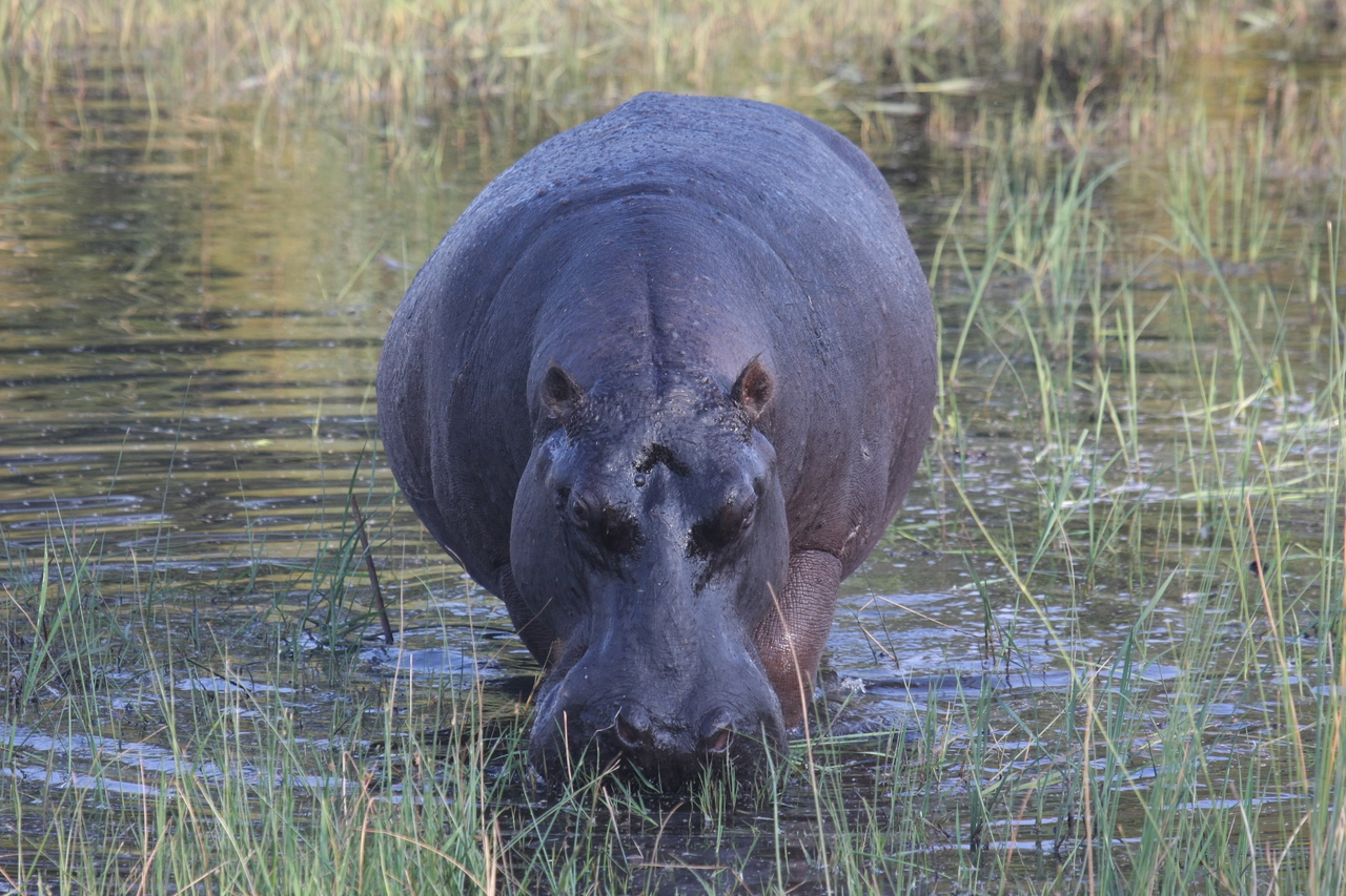 [27587] 2016_07_02_02_45_34_Africa_Canon_EOS_40D_IMG__12092.jpg