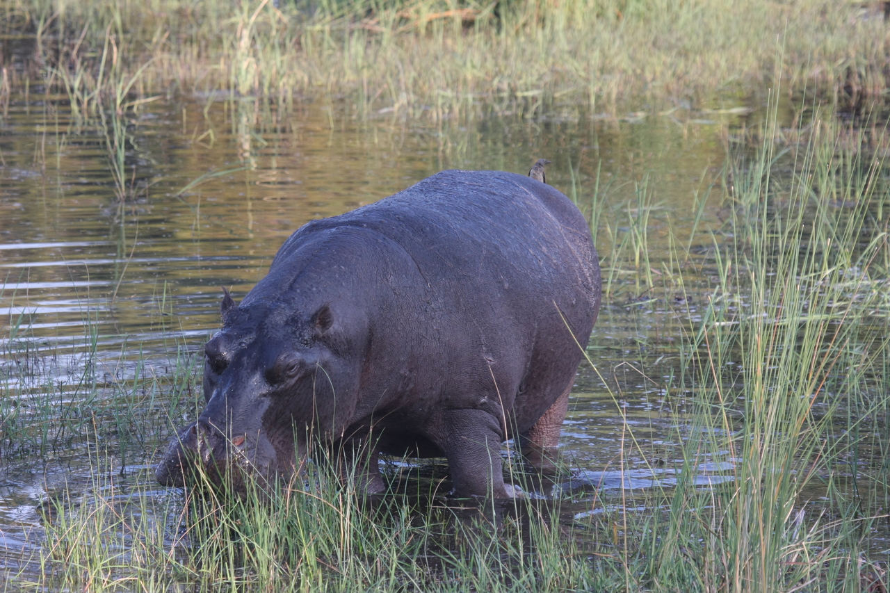 [27595] 2016_07_02_02_45_59_Africa_Canon_EOS_40D_IMG__00147.jpg