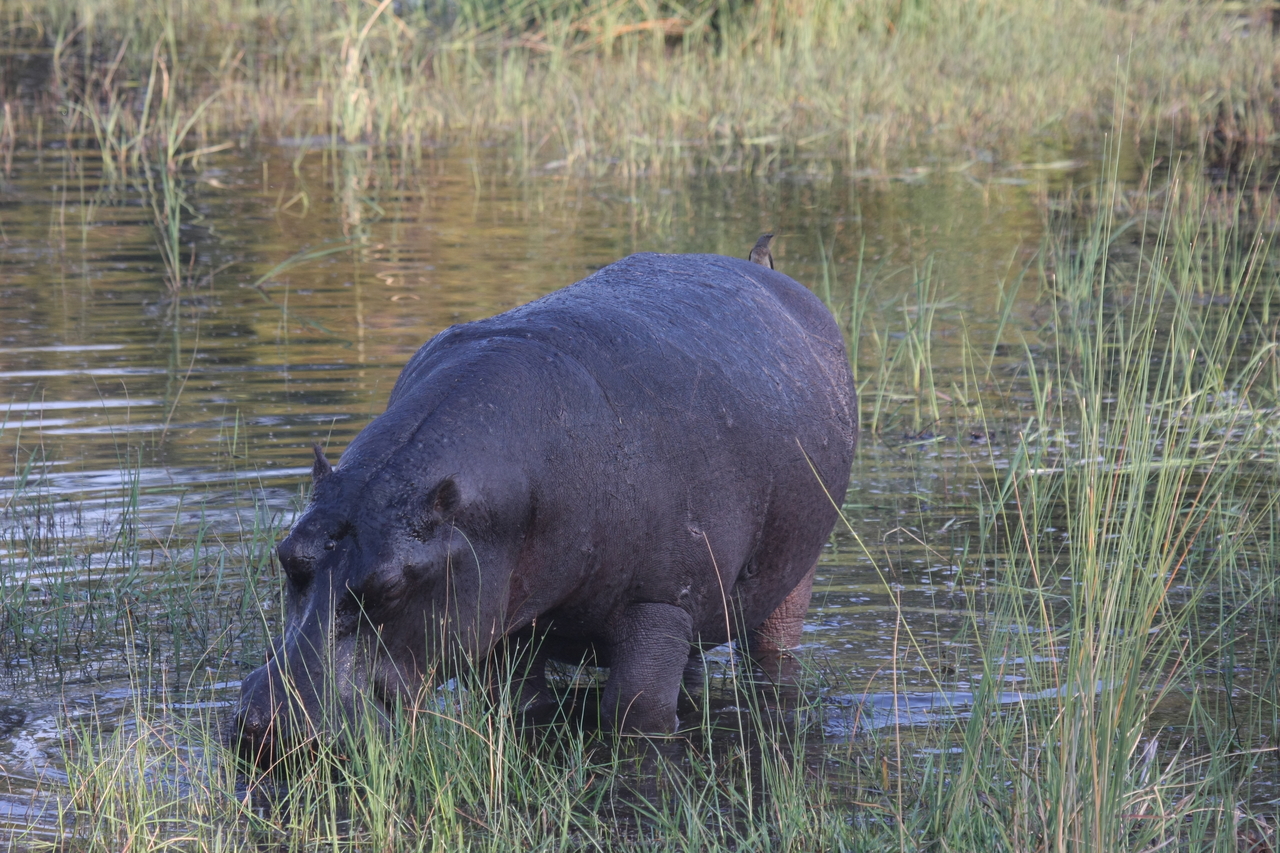 [27599] 2016_07_02_02_45_59_Africa_Canon_EOS_40D_IMG__04701.jpg