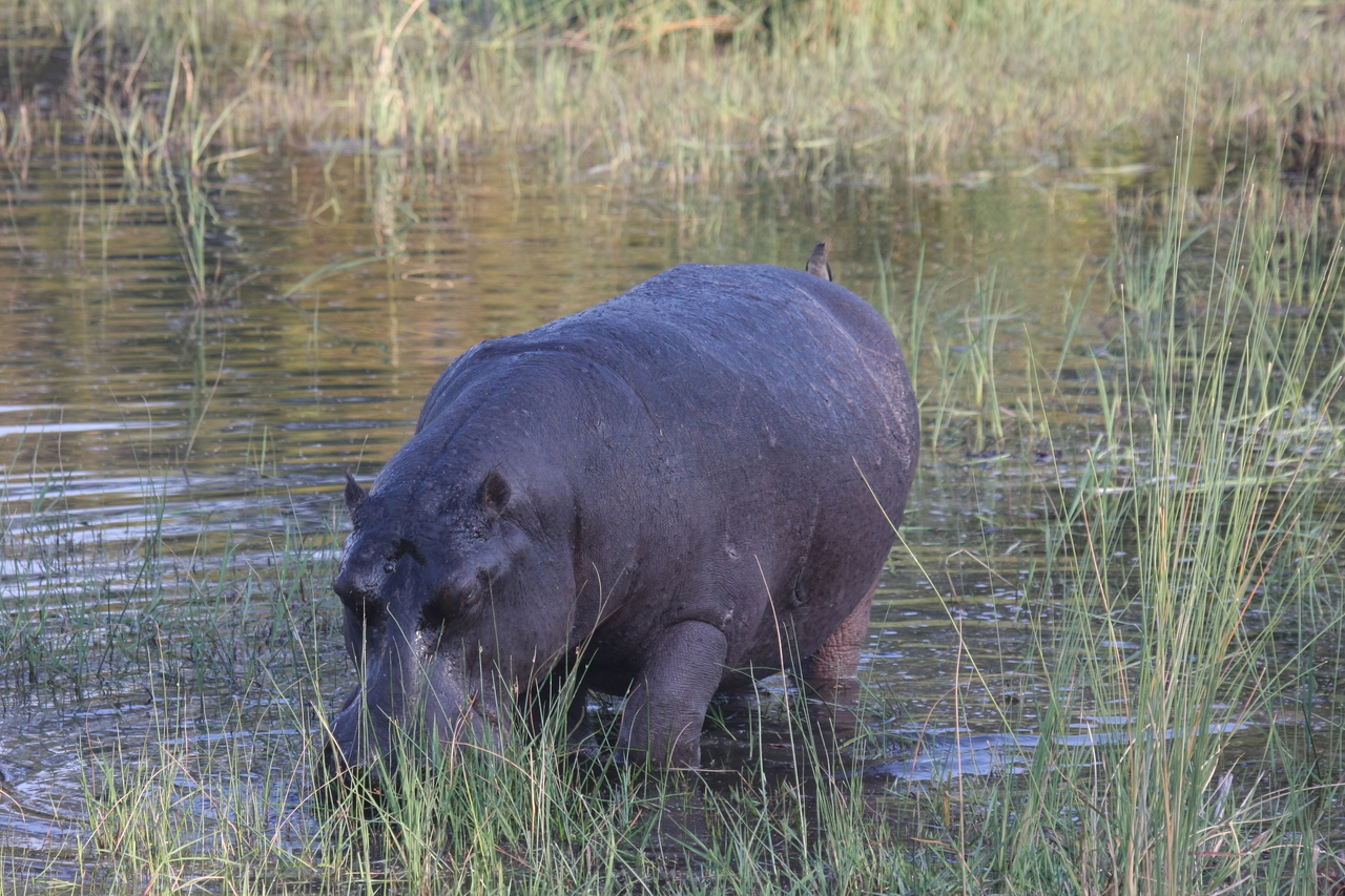 [27600] 2016_07_02_02_45_59_Africa_Canon_EOS_40D_IMG__04712.jpg