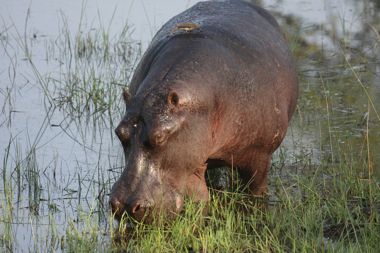 [27608] 2016_07_02_02_46_56_Africa_Canon_EOS_40D_IMG__04734.jpg