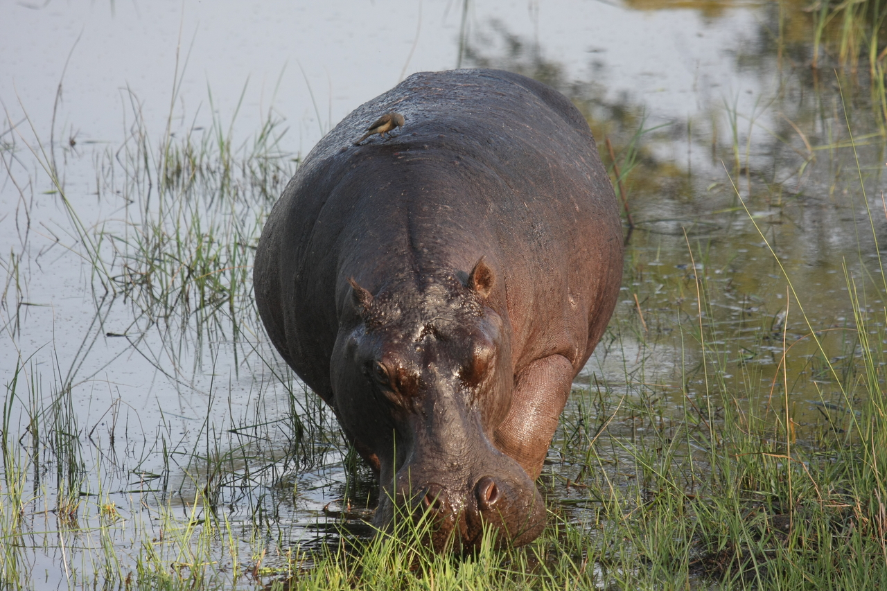 [27615] 2016_07_02_02_46_58_Africa_Canon_EOS_40D_IMG__12200.jpg