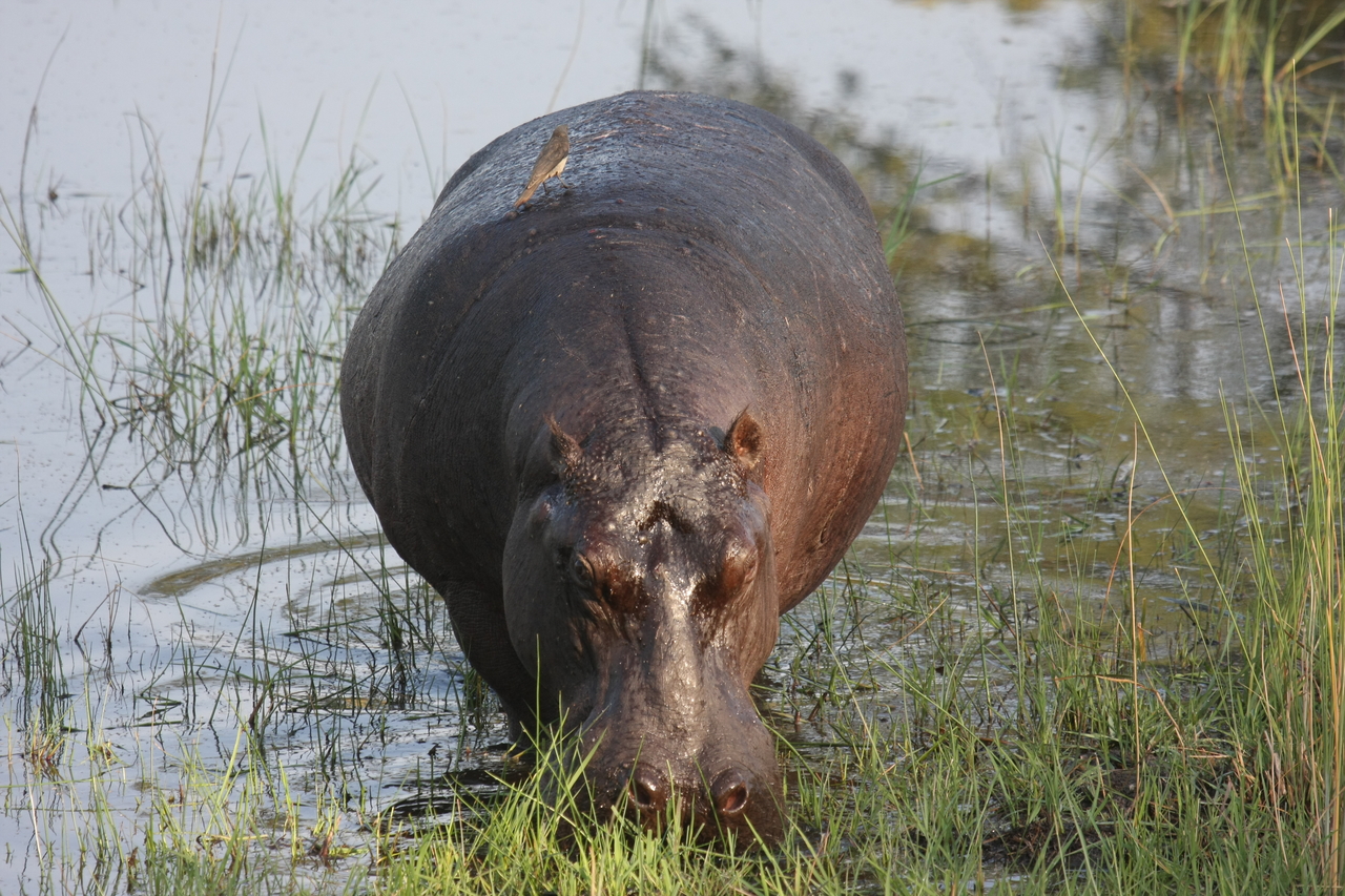 [27616] 2016_07_02_02_47_00_Africa_Canon_EOS_40D_IMG__00212.jpg