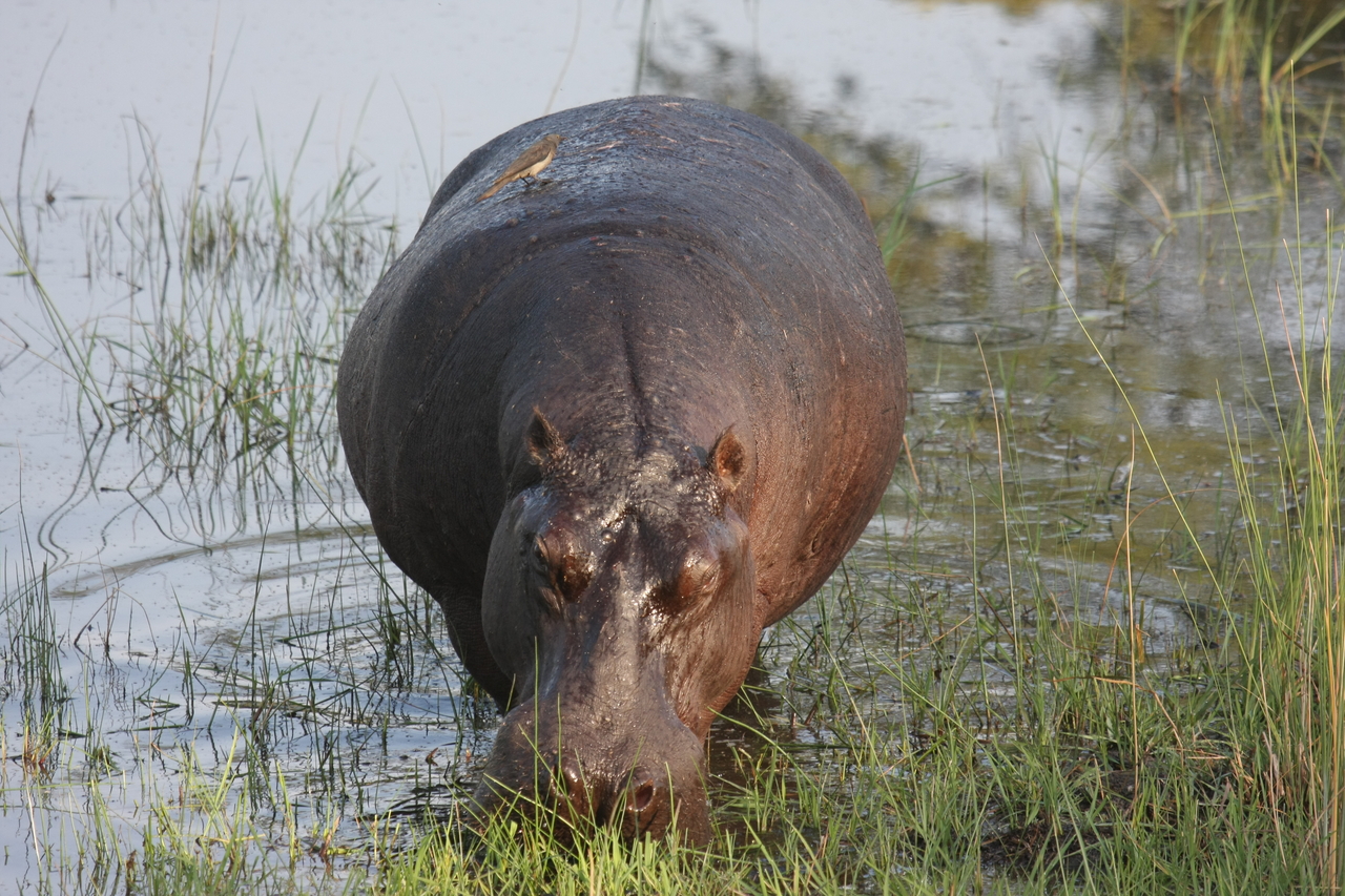 [27626] 2016_07_02_02_47_01_Africa_Canon_EOS_40D_IMG__12204.jpg