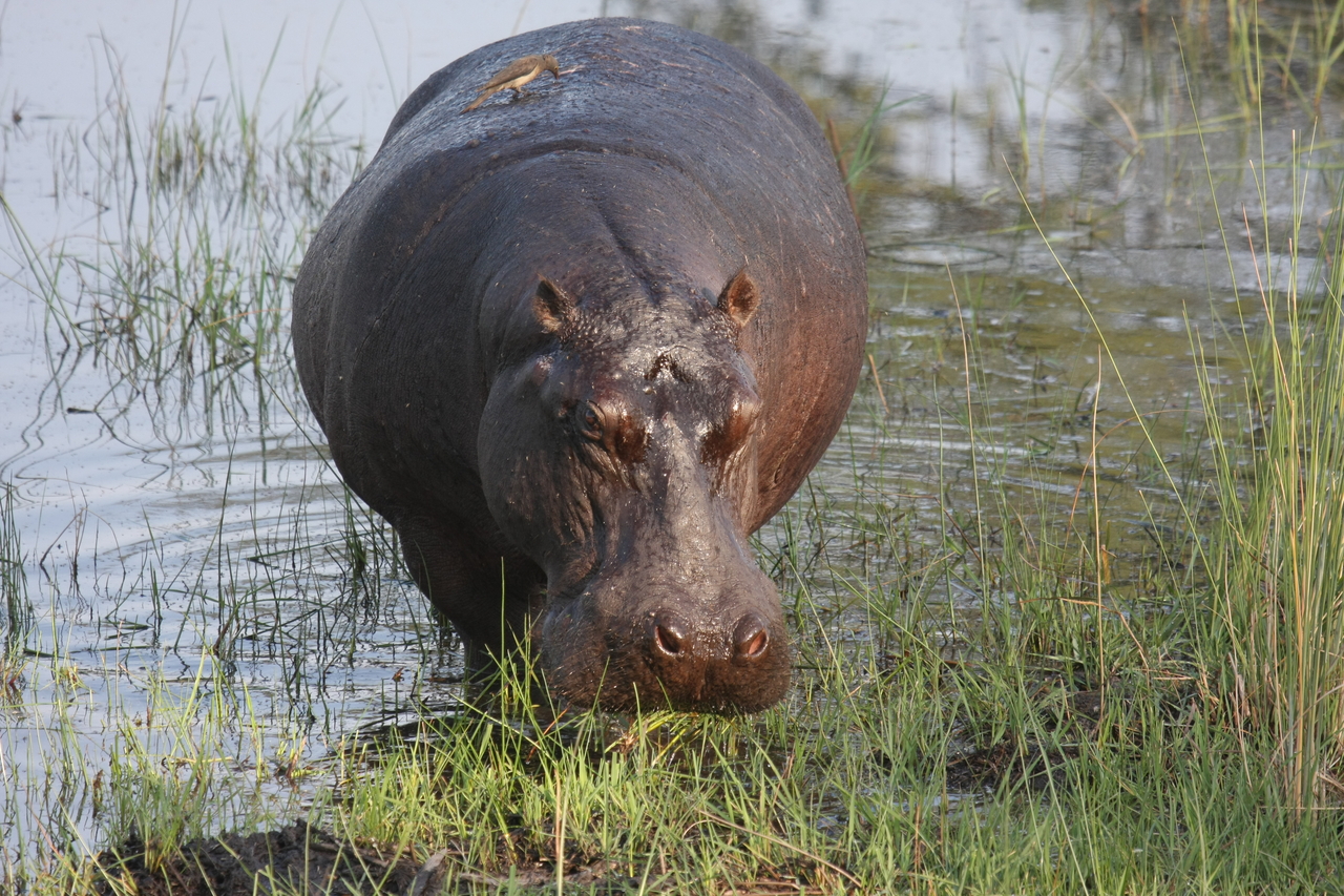 [27628] 2016_07_02_02_47_02_Africa_Canon_EOS_40D_IMG__00216.jpg