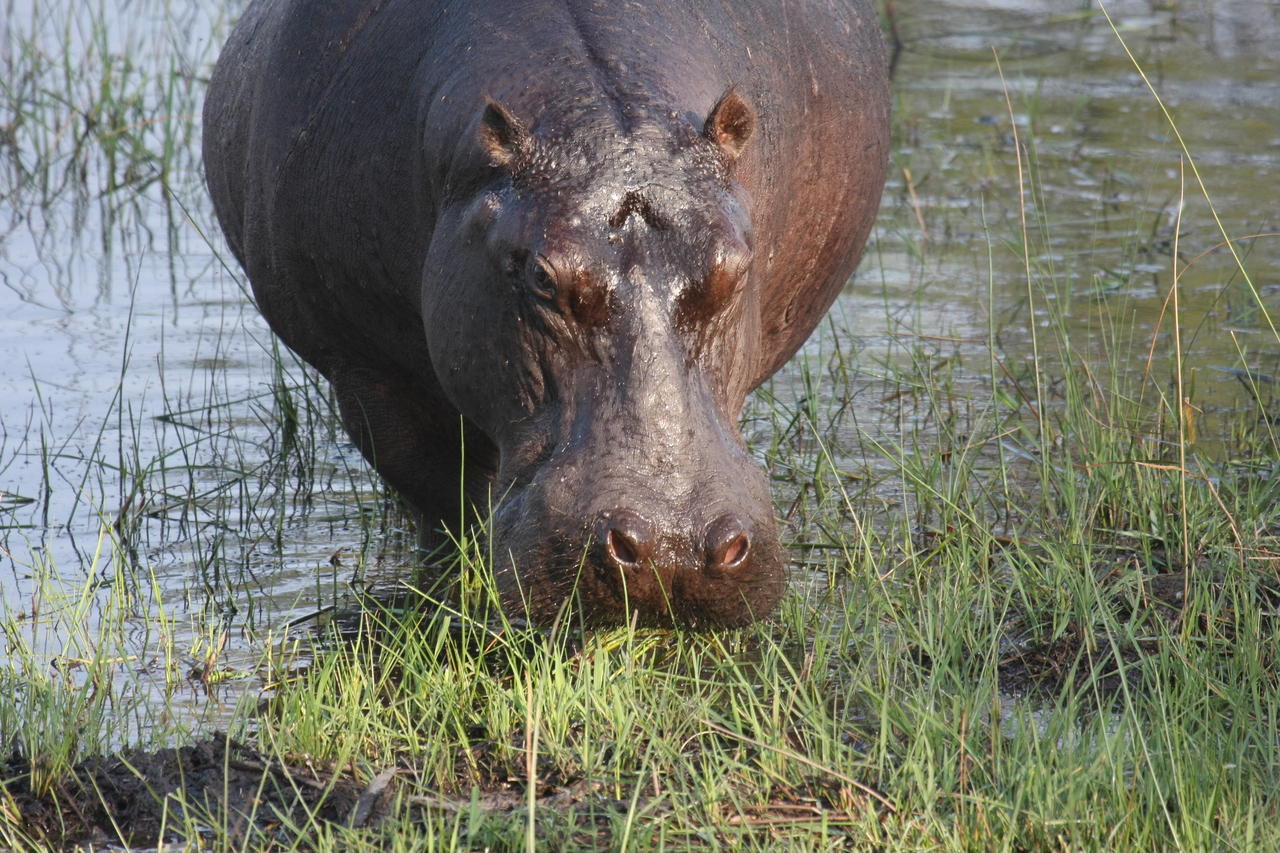 [27635] 2016_07_02_02_47_06_Africa_Canon_EOS_40D_IMG__04761.jpg