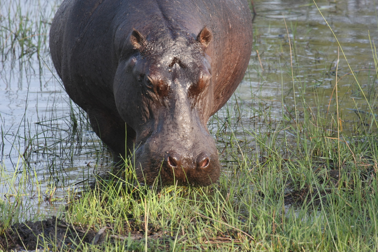 [27636] 2016_07_02_02_47_06_Africa_Canon_EOS_40D_IMG__04762.jpg