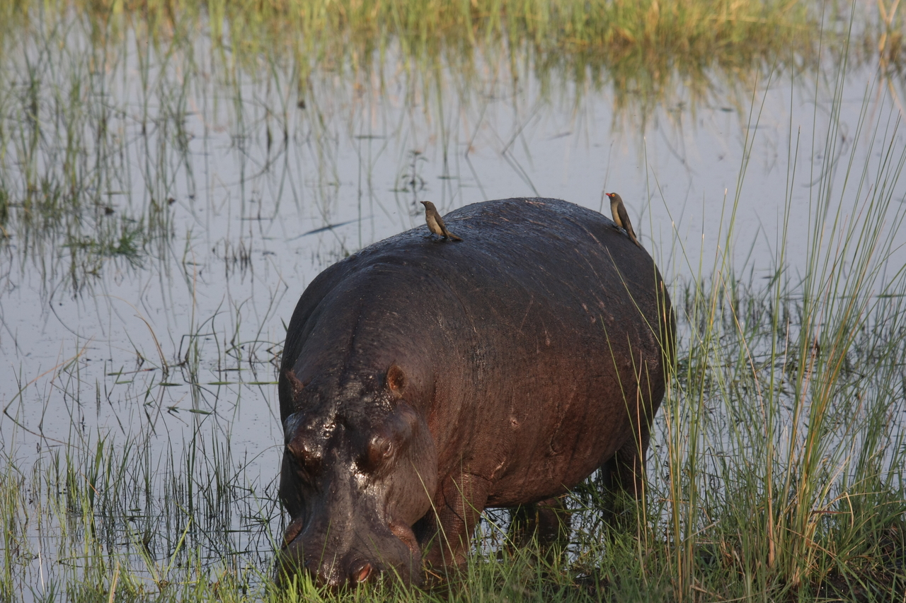[27644] 2016_07_02_02_47_44_Africa_Canon_EOS_40D_IMG__00223.jpg