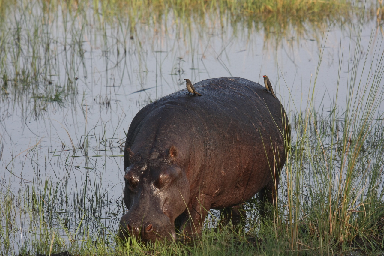 [27645] 2016_07_02_02_47_44_Africa_Canon_EOS_40D_IMG__04764.jpg