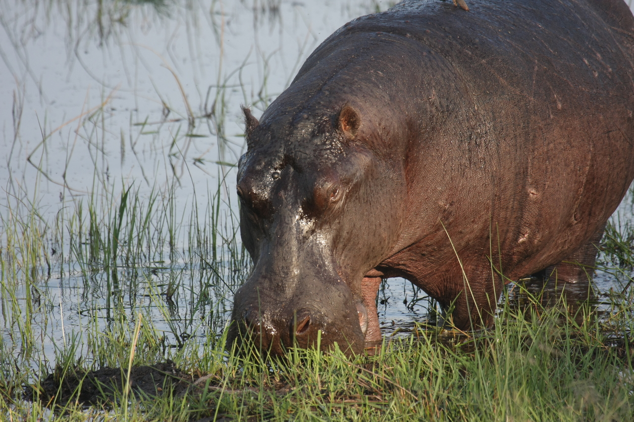 [27653] 2016_07_02_02_47_49_Africa_Canon_EOS_40D_IMG__00226.jpg