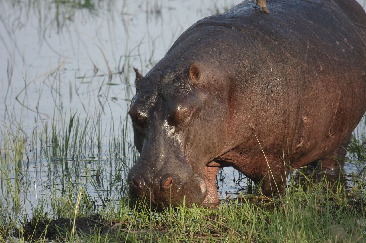 [27657] 2016_07_02_02_47_49_Africa_Canon_EOS_40D_IMG__04770.jpg