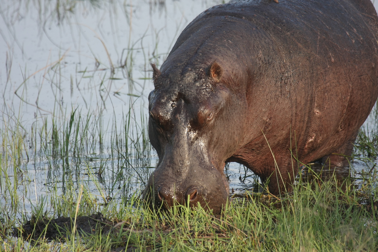 [27658] 2016_07_02_02_47_49_Africa_Canon_EOS_40D_IMG__12215.jpg