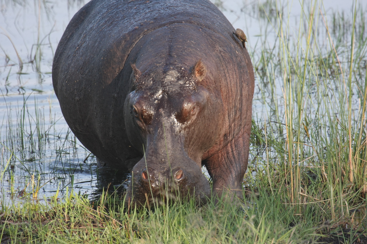 [27662] 2016_07_02_02_48_00_Africa_Canon_EOS_40D_IMG__00229.jpg