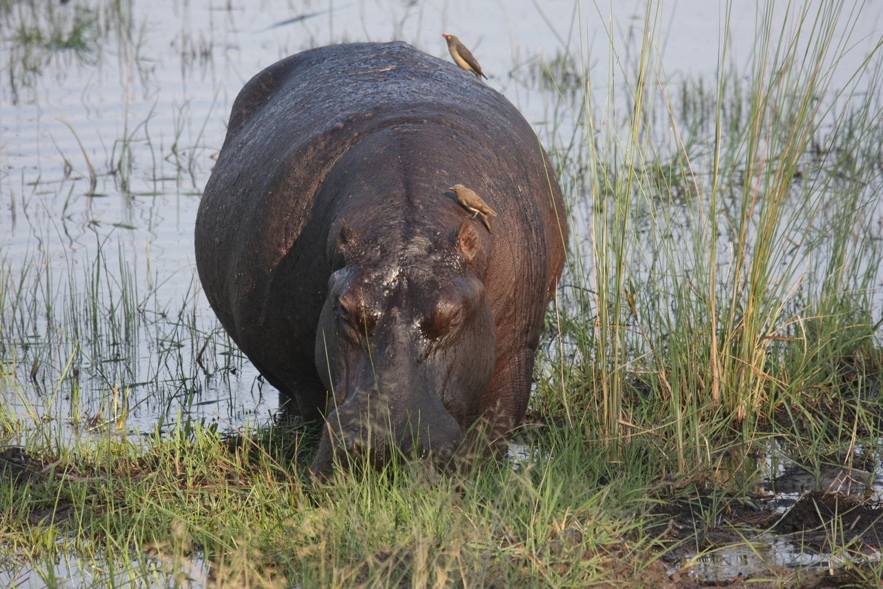 [27676] 2016_07_02_02_48_08_Africa_Canon_EOS_40D_IMG__00234.jpg