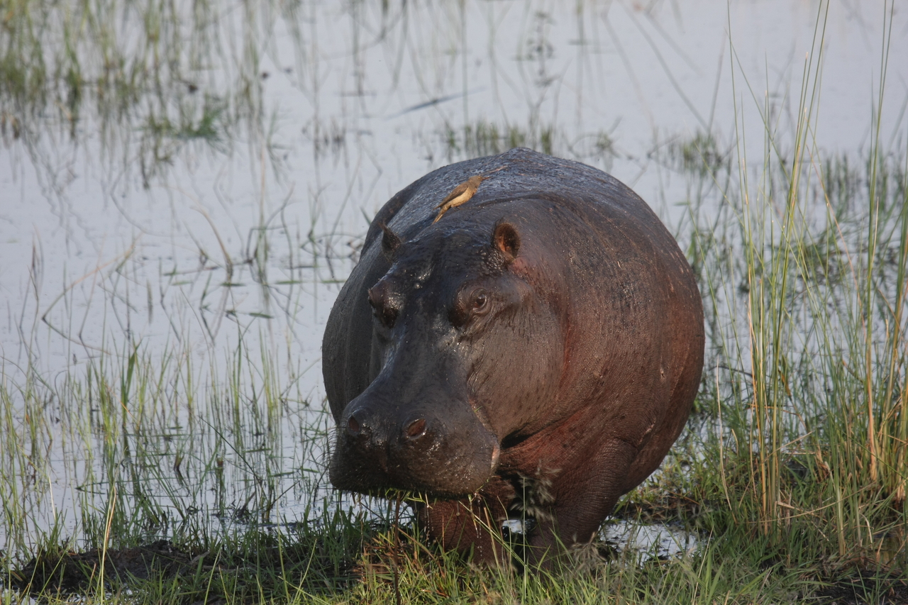 [27692] 2016_07_02_02_48_35_Africa_Canon_EOS_40D_IMG__04782.jpg