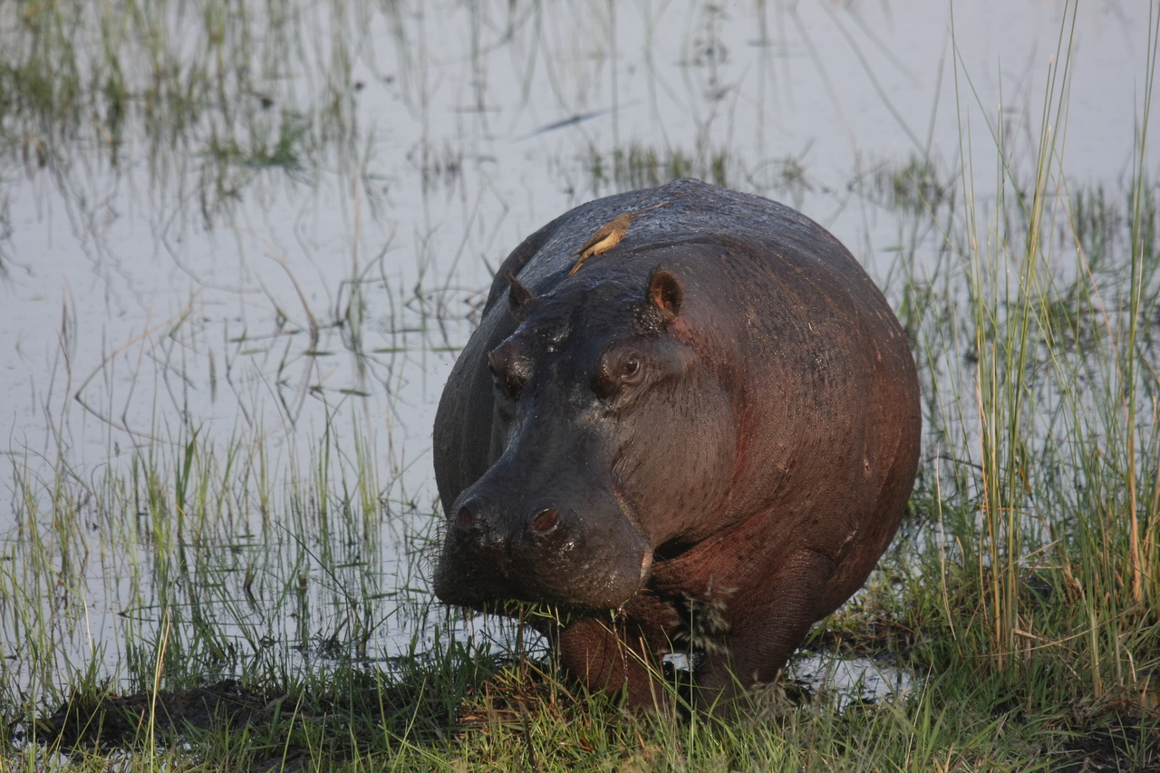 [27694] 2016_07_02_02_48_35_Africa_Canon_EOS_40D_IMG__12228.jpg