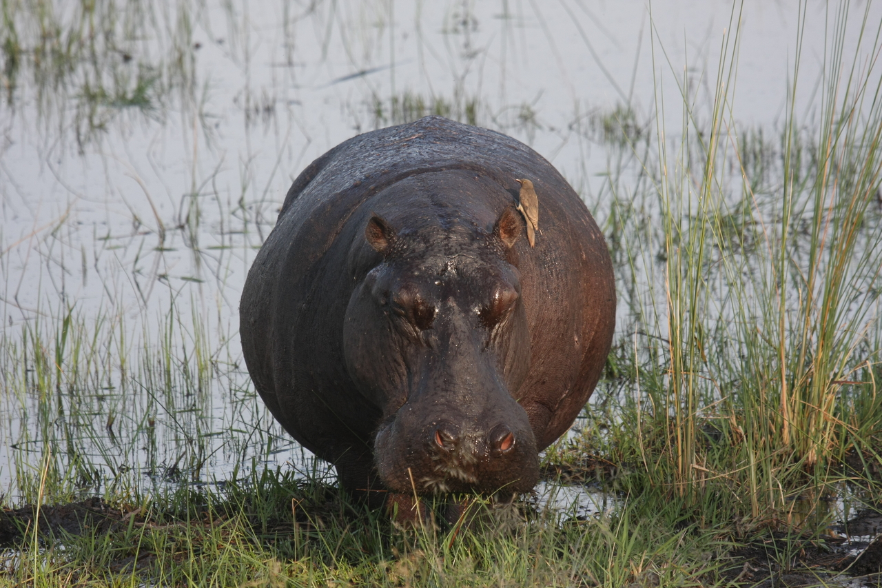 [27701] 2016_07_02_02_48_38_Africa_Canon_EOS_40D_IMG__04785.jpg