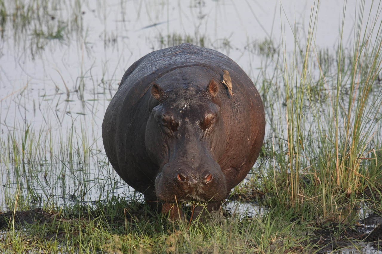 [27703] 2016_07_02_02_48_38_Africa_Canon_EOS_40D_IMG__12231.jpg