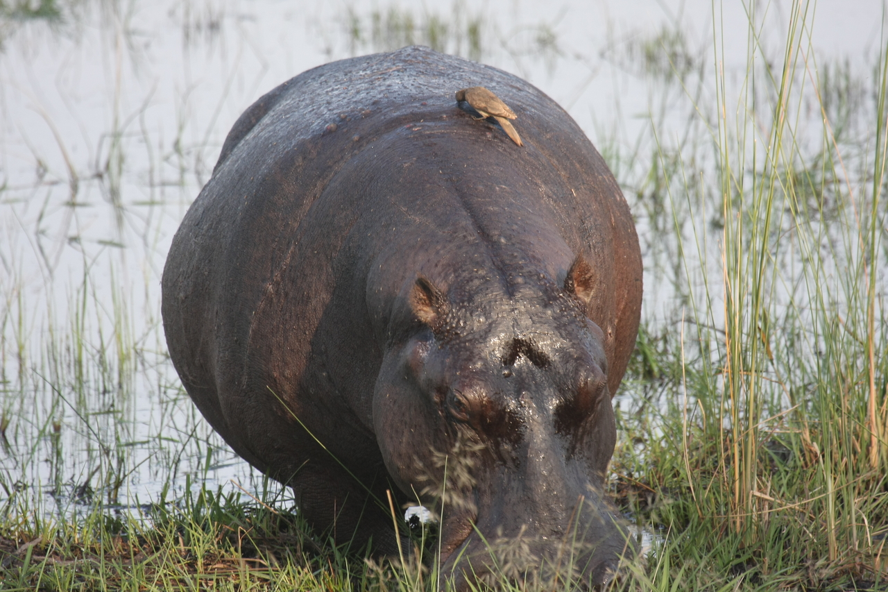 [27707] 2016_07_02_02_48_44_Africa_Canon_EOS_40D_IMG__00246.jpg