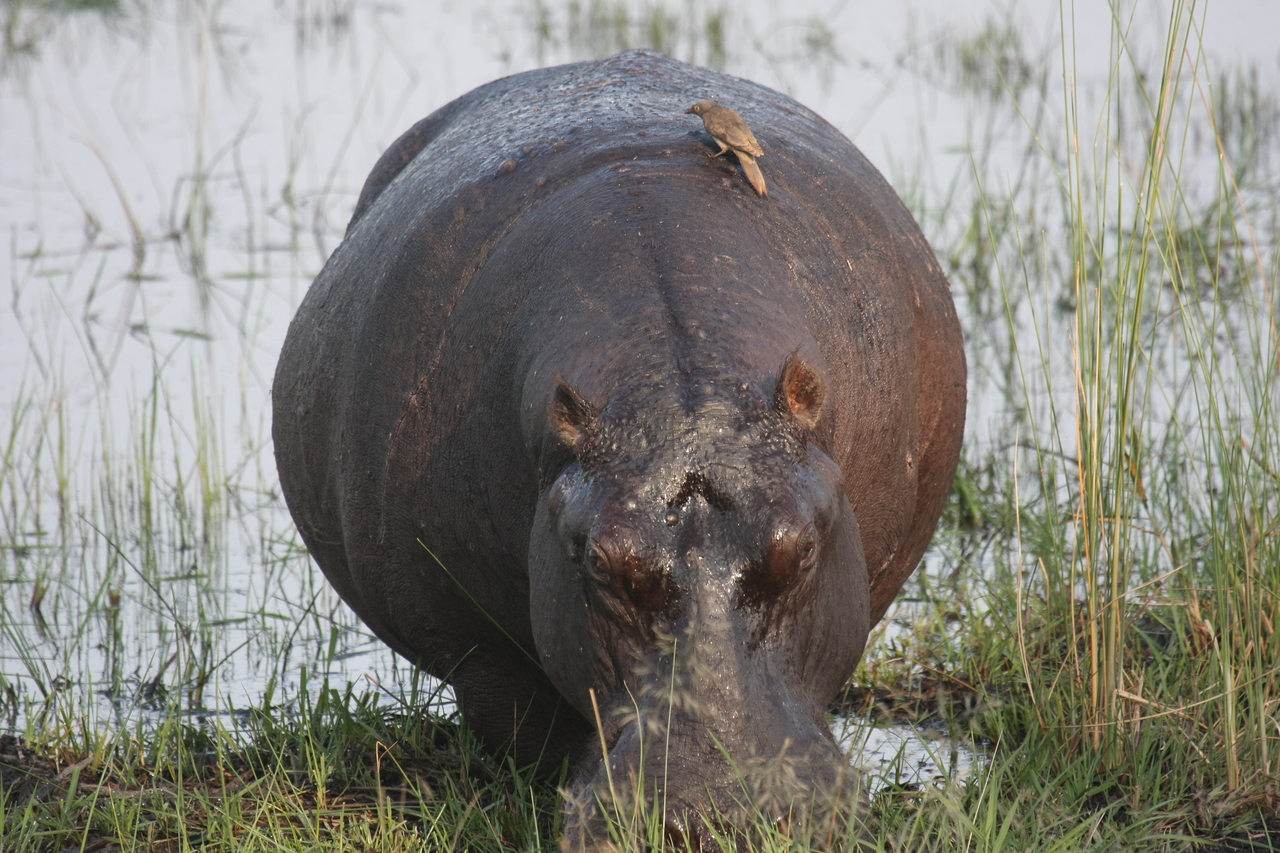 [27711] 2016_07_02_02_48_44_Africa_Canon_EOS_40D_IMG__04790.jpg