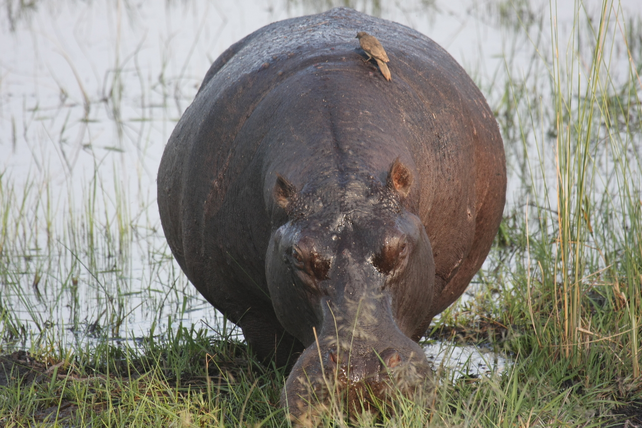 [27716] 2016_07_02_02_48_45_Africa_Canon_EOS_40D_IMG__04791.jpg