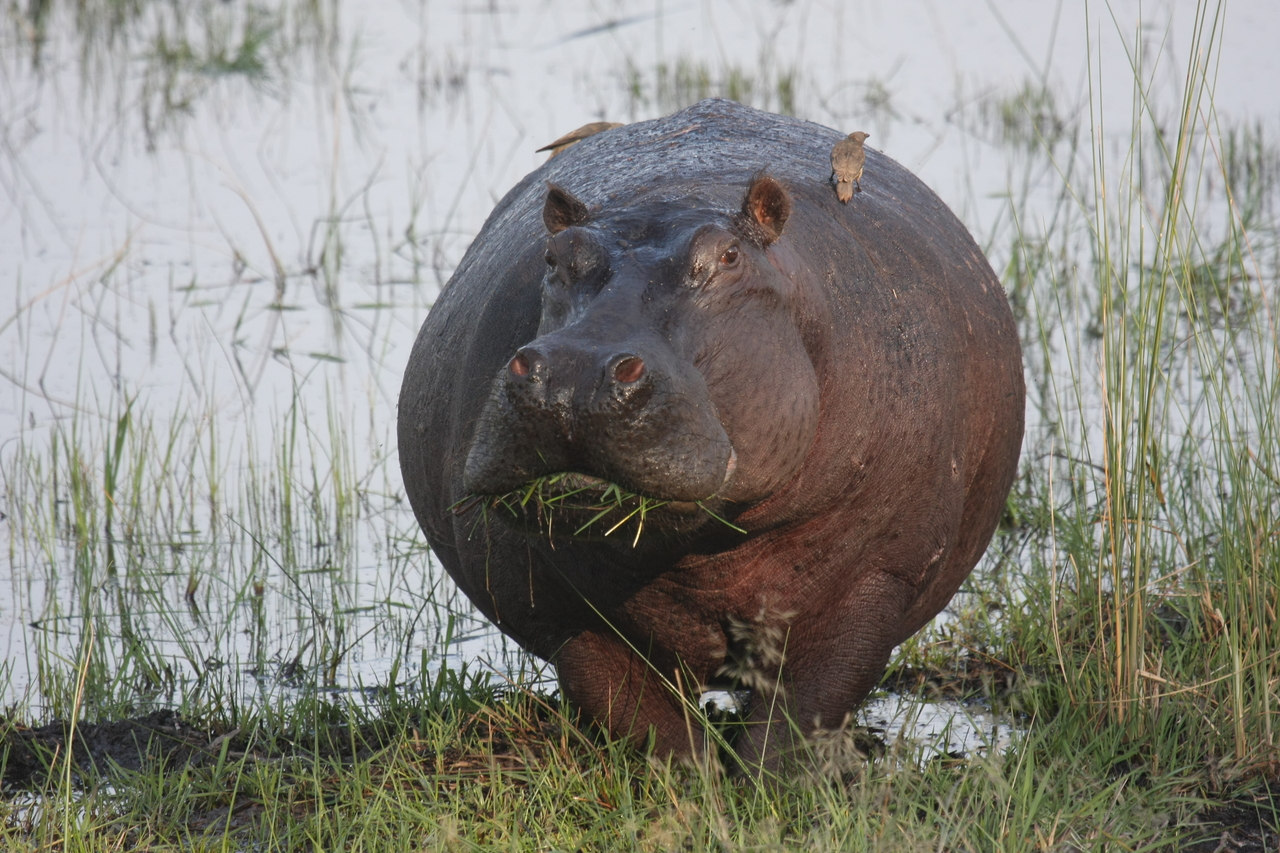 [27741] 2016_07_02_02_48_50_Africa_Canon_EOS_40D_IMG__04801.jpg