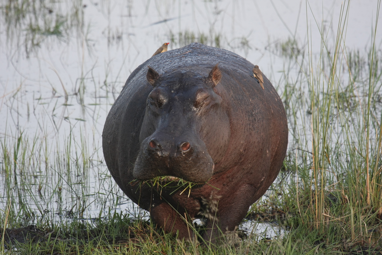 [27753] 2016_07_02_02_48_52_Africa_Canon_EOS_40D_IMG__12251.jpg