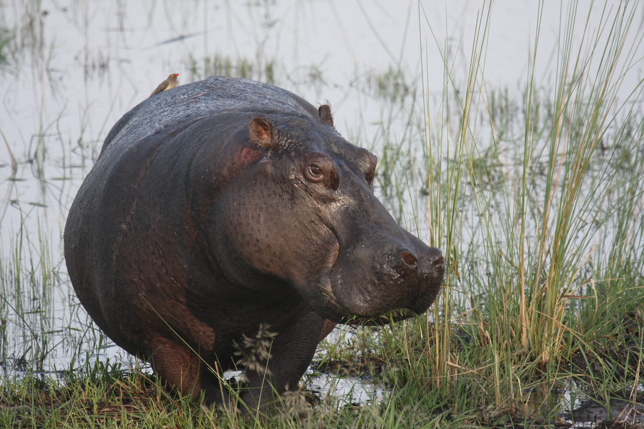 [27767] 2016_07_02_02_48_54_Africa_Canon_EOS_40D_IMG__04810.jpg