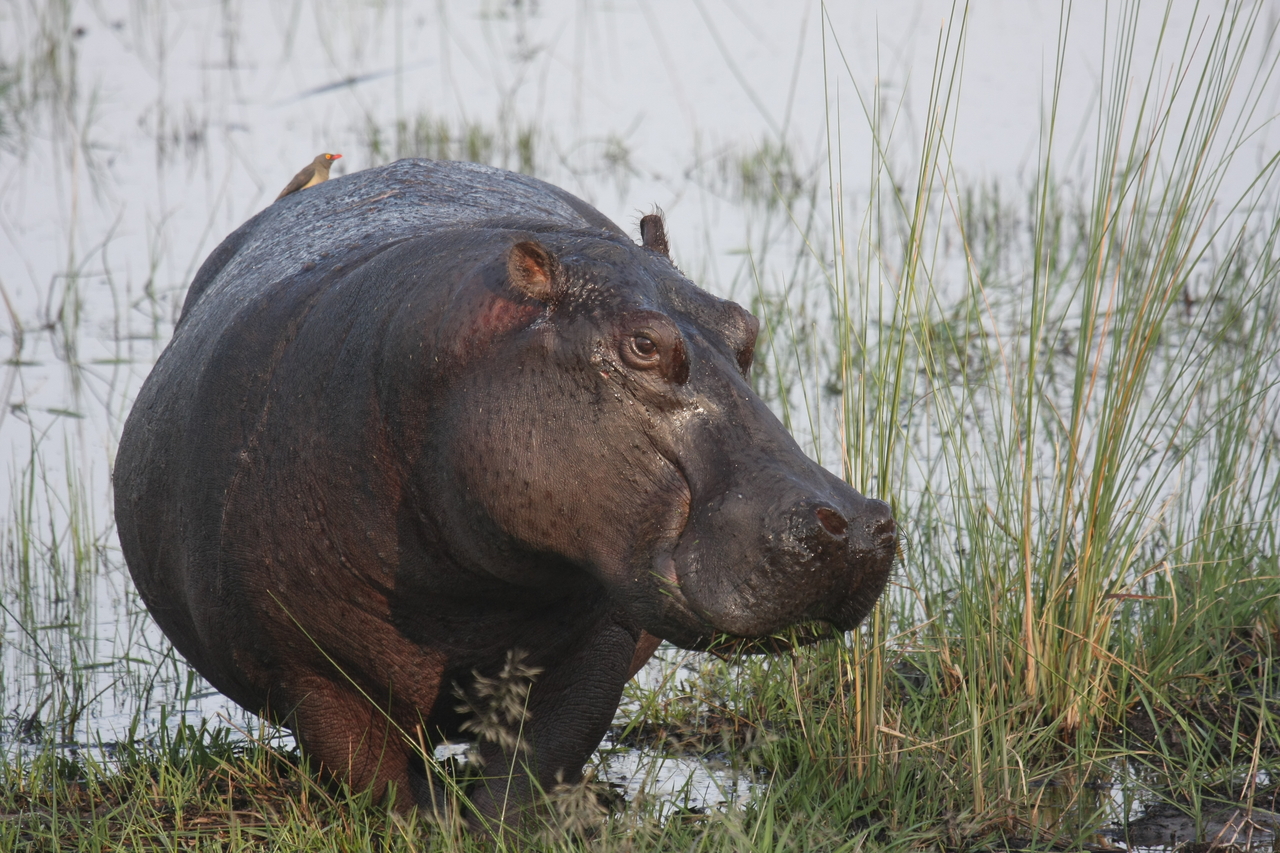 [27768] 2016_07_02_02_48_54_Africa_Canon_EOS_40D_IMG__04811.jpg