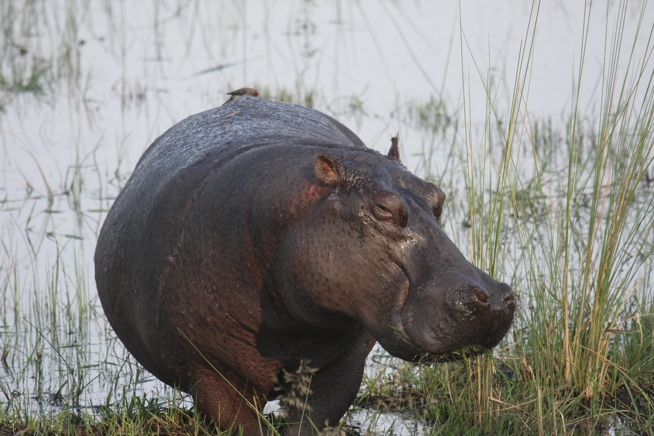 [27774] 2016_07_02_02_48_56_Africa_Canon_EOS_40D_IMG__04812.jpg