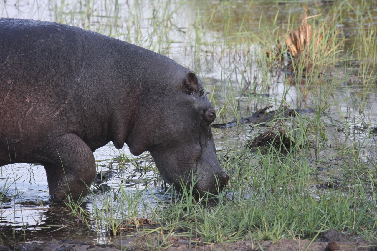 [27781] 2016_07_02_02_49_16_Africa_Canon_EOS_40D_IMG__04814.jpg