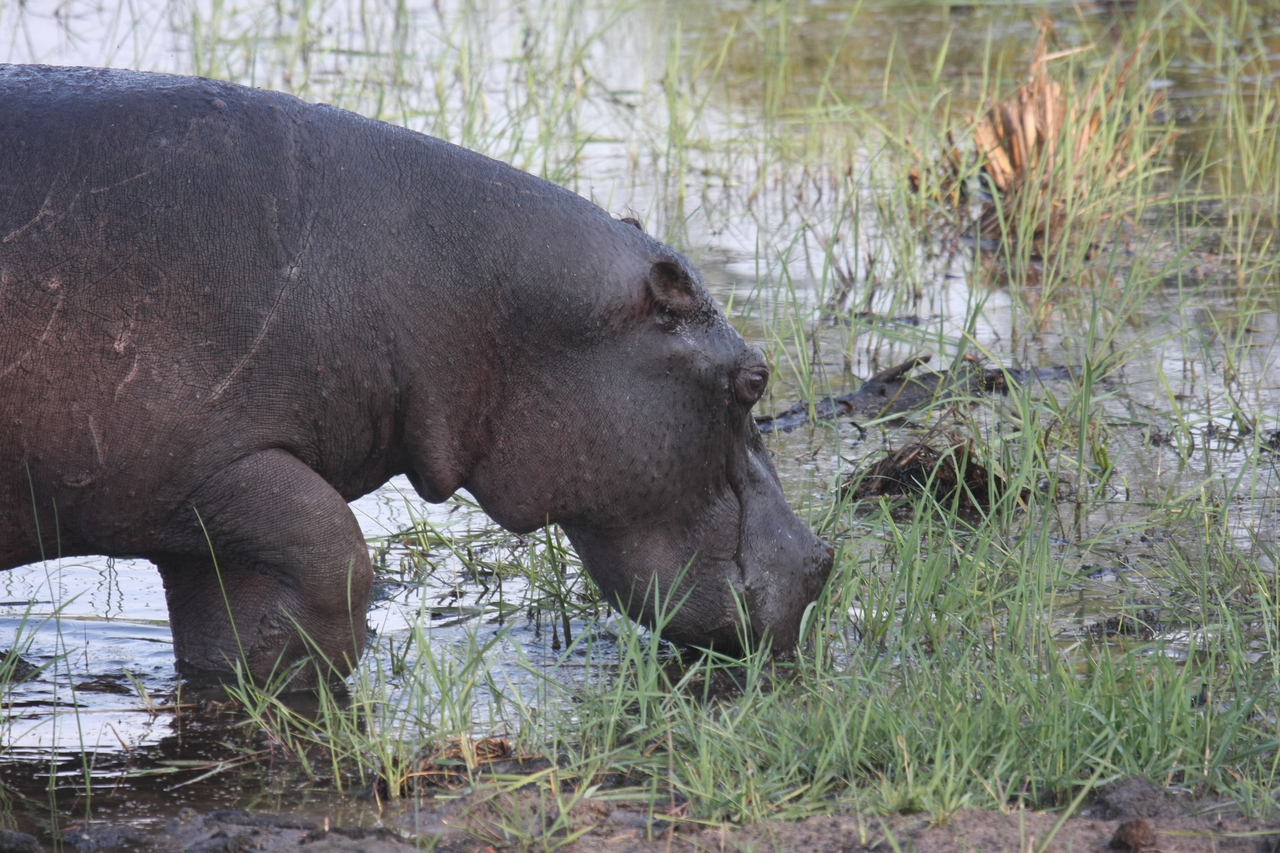 [27782] 2016_07_02_02_49_16_Africa_Canon_EOS_40D_IMG__04815.jpg