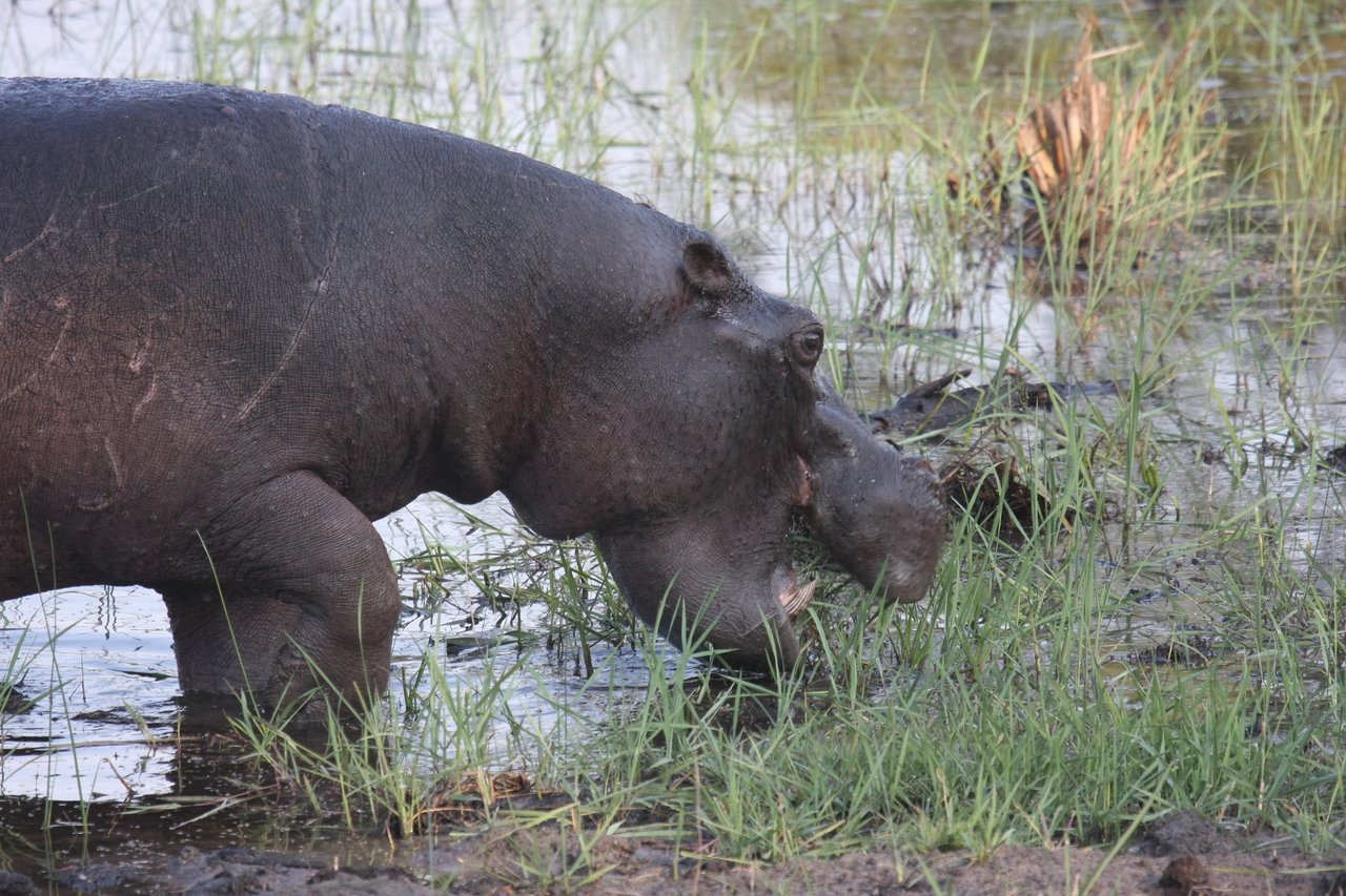 [27783] 2016_07_02_02_49_16_Africa_Canon_EOS_40D_IMG__04816.jpg