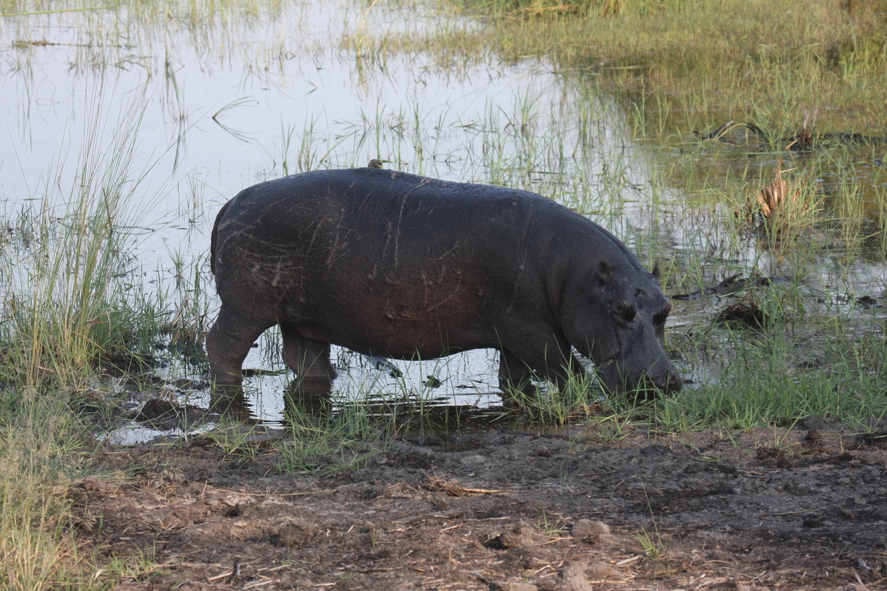 [27789] 2016_07_02_02_49_22_Africa_Canon_EOS_40D_IMG__00276.jpg