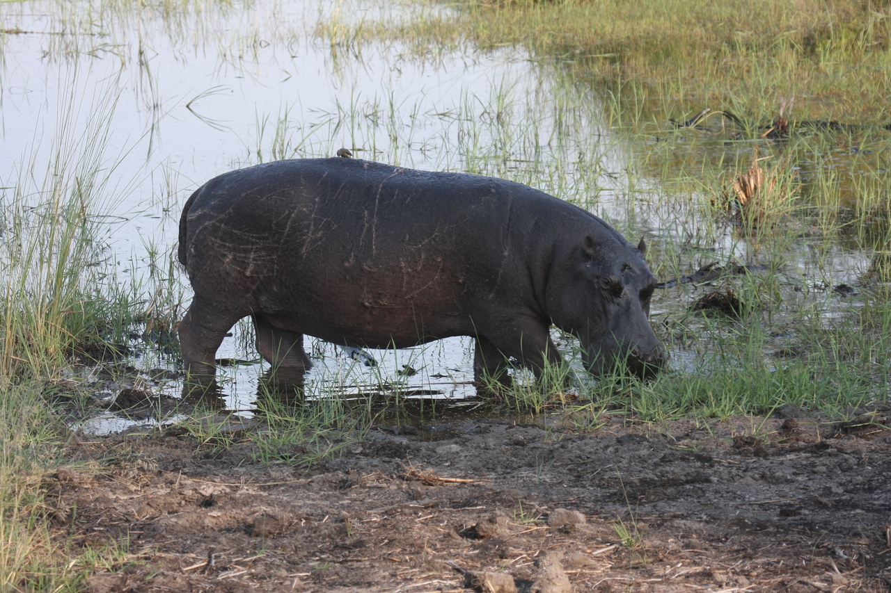 [27790] 2016_07_02_02_49_22_Africa_Canon_EOS_40D_IMG__04817.jpg