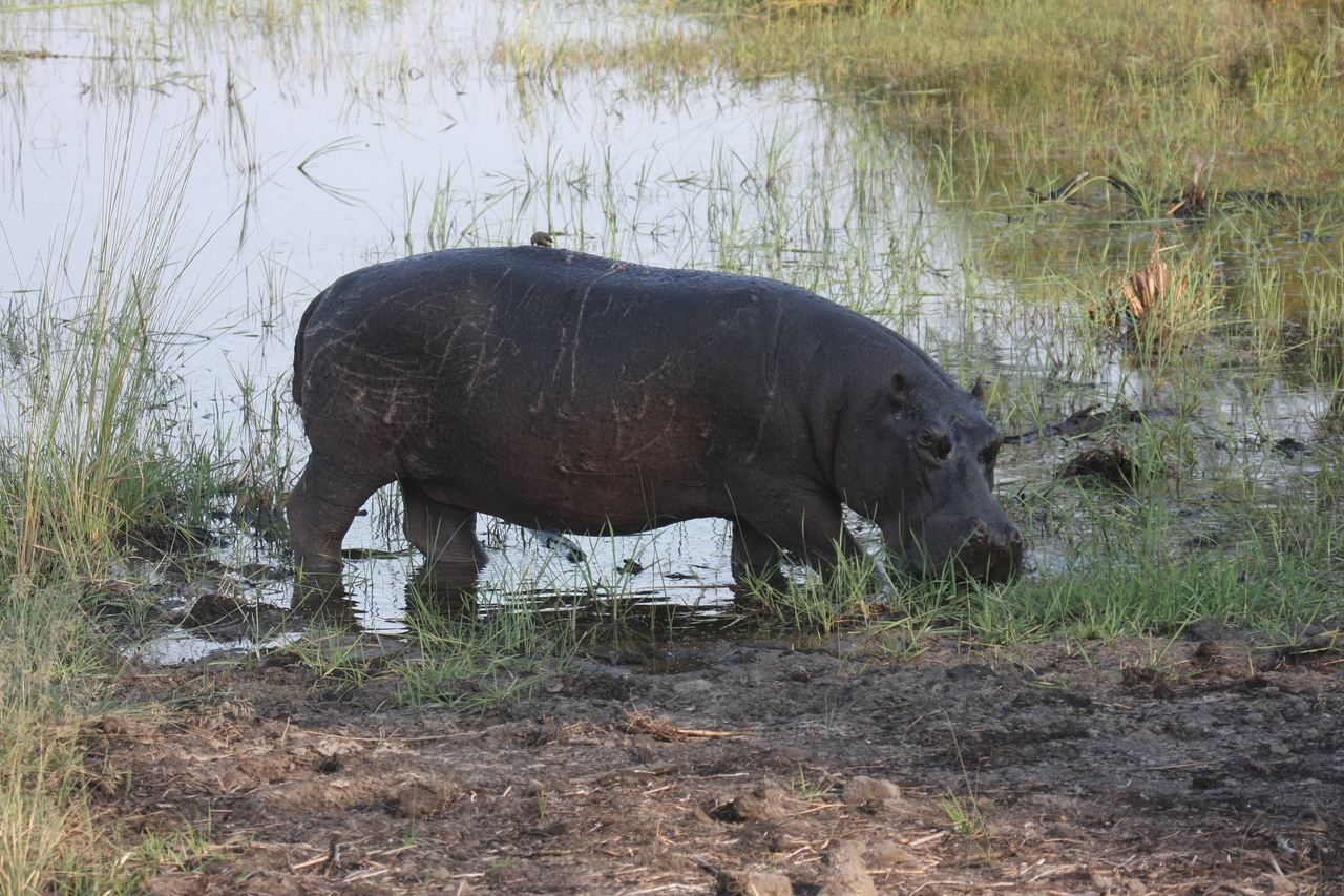 [27791] 2016_07_02_02_49_22_Africa_Canon_EOS_40D_IMG__04818.jpg