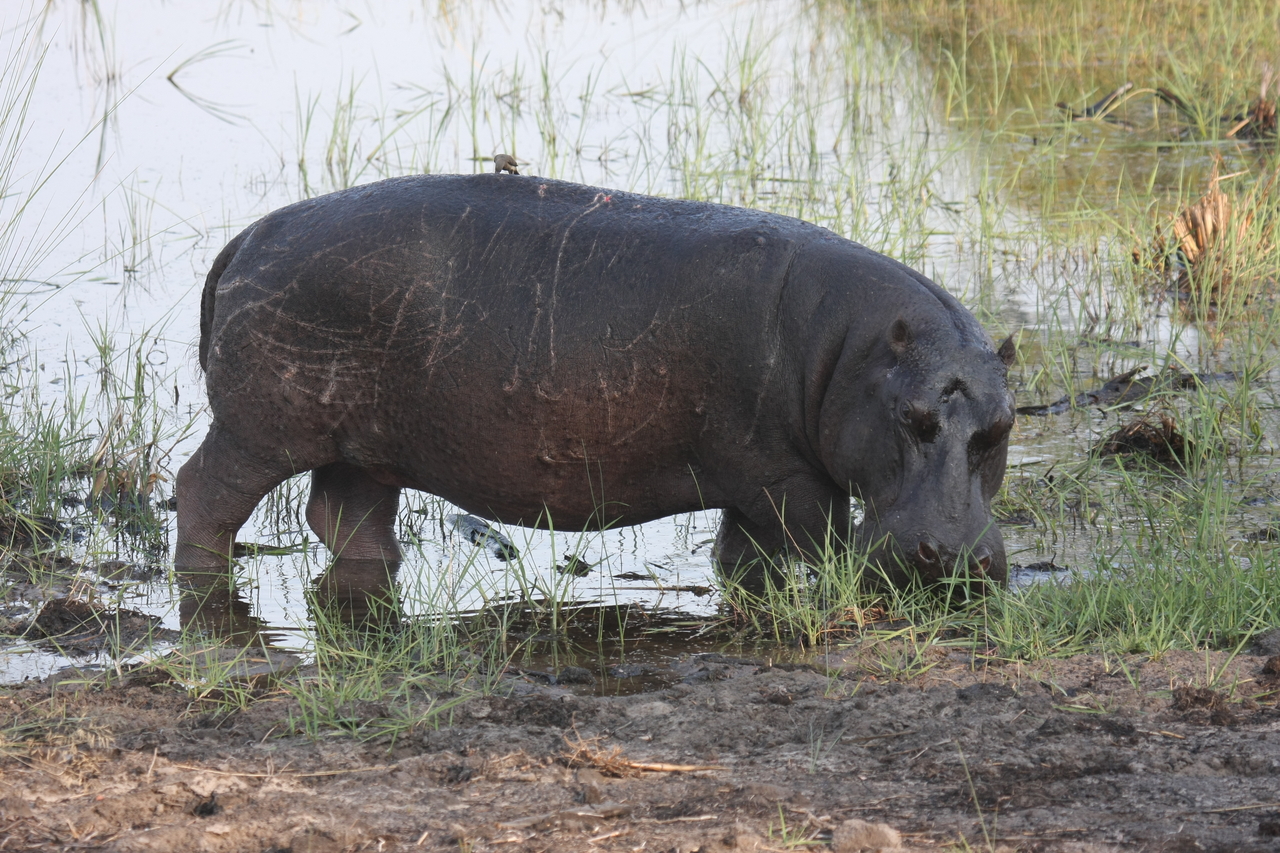 [27798] 2016_07_02_02_49_24_Africa_Canon_EOS_40D_IMG__04821.jpg
