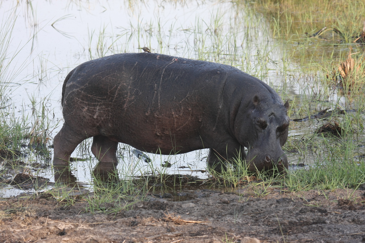 [27799] 2016_07_02_02_49_24_Africa_Canon_EOS_40D_IMG__04822.jpg