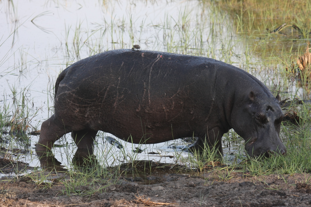 [27811] 2016_07_02_02_49_28_Africa_Canon_EOS_40D_IMG__04825.jpg