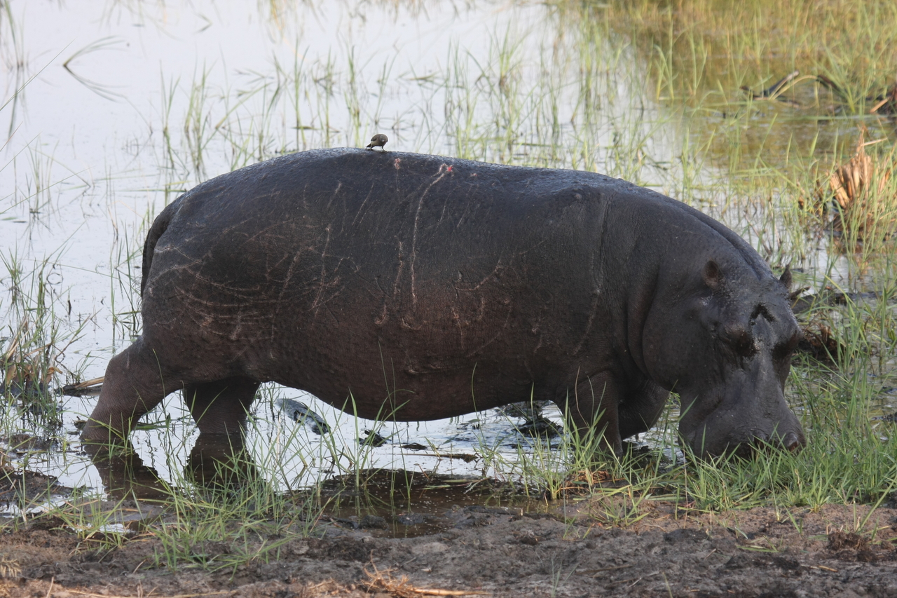 [27813] 2016_07_02_02_49_28_Africa_Canon_EOS_40D_IMG__04827.jpg