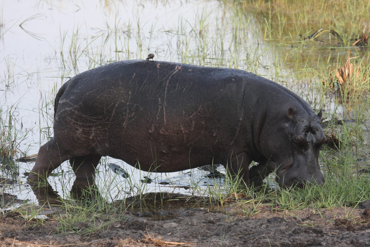 [27819] 2016_07_02_02_49_29_Africa_Canon_EOS_40D_IMG__04828.jpg