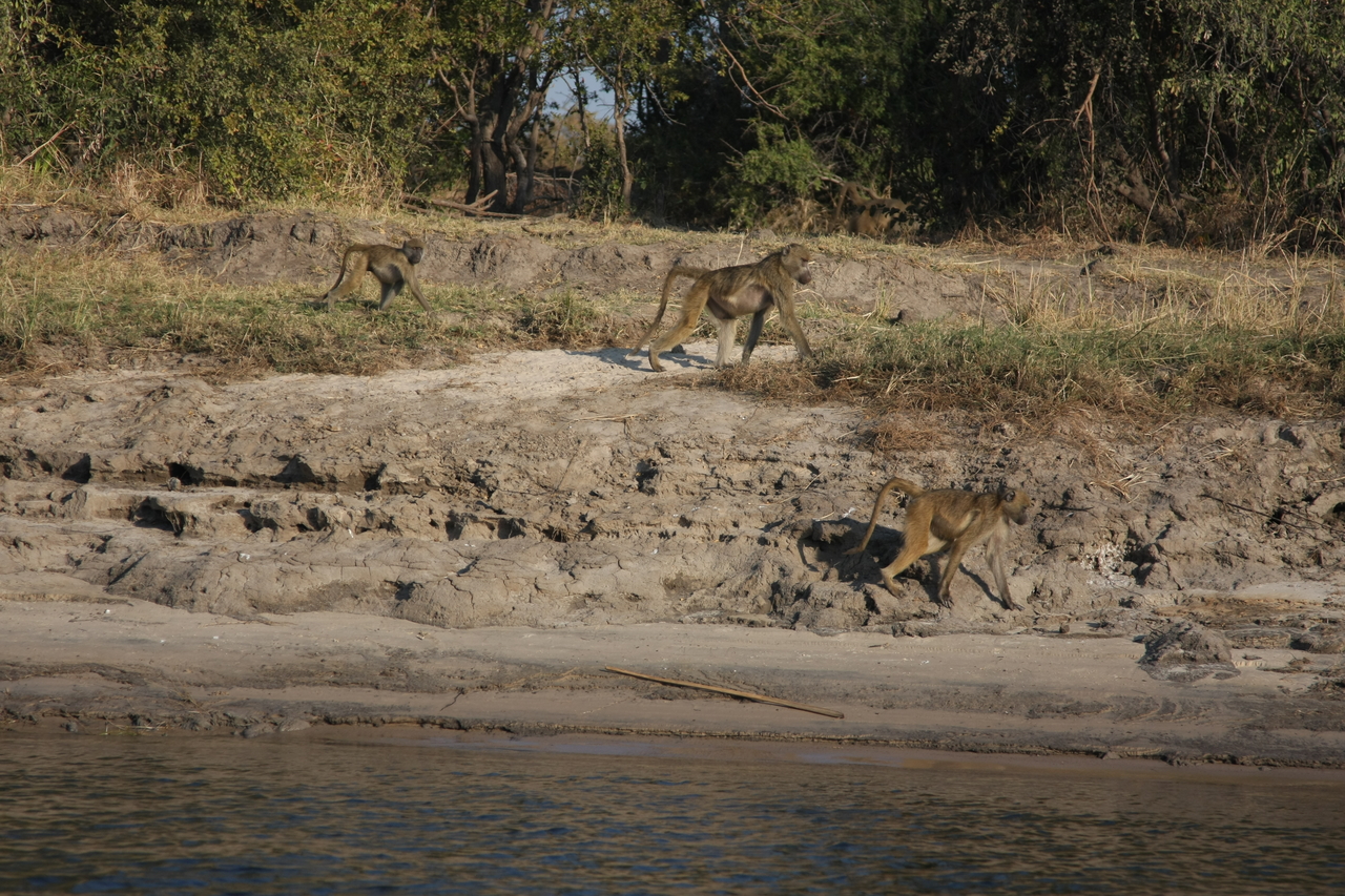 [28266] 2016_07_02_10_27_49_Africa_Canon_EOS_40D_IMG__04609.jpg