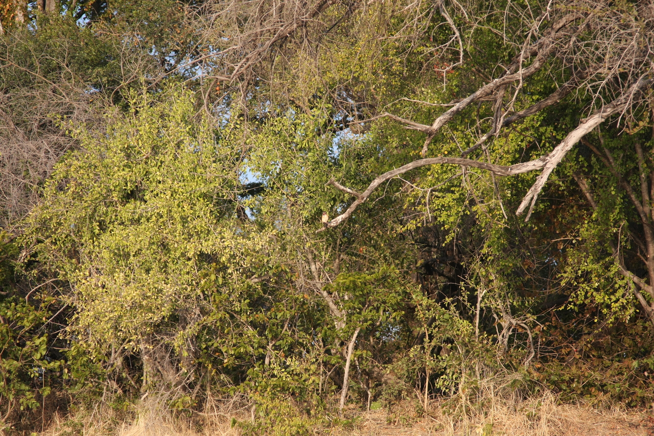 [28385] 2016_07_02_10_55_46_Africa_Canon_EOS_40D_IMG__12098.jpg