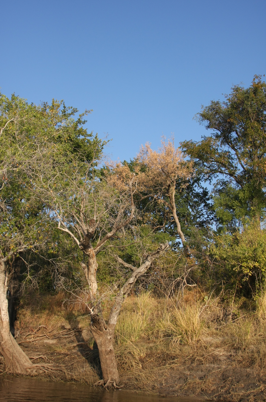 [28427] 2016_07_02_11_00_06_Africa_Canon_EOS_40D_IMG__12114.jpg