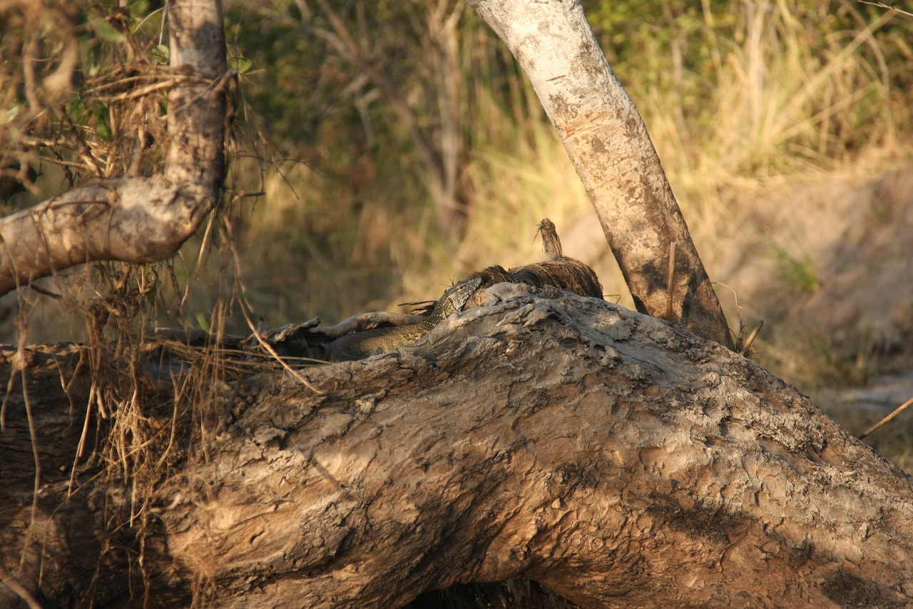 [28432] 2016_07_02_11_00_48_Africa_Canon_EOS_40D_IMG__00128.jpg