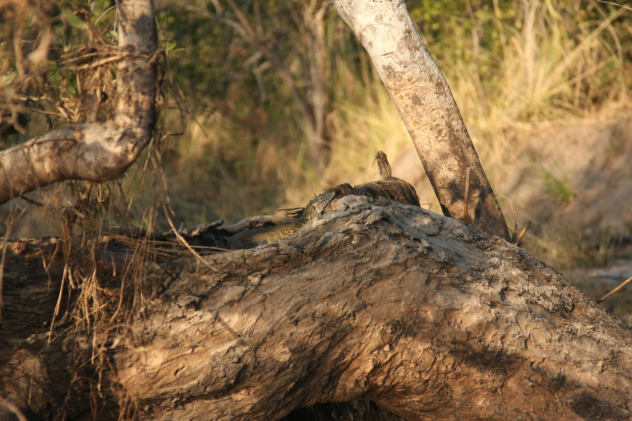 [28435] 2016_07_02_11_00_48_Africa_Canon_EOS_40D_IMG__12117.jpg