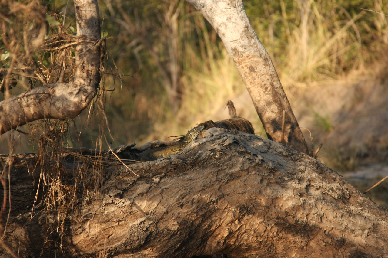 [28439] 2016_07_02_11_00_50_Africa_Canon_EOS_40D_IMG__04672.jpg